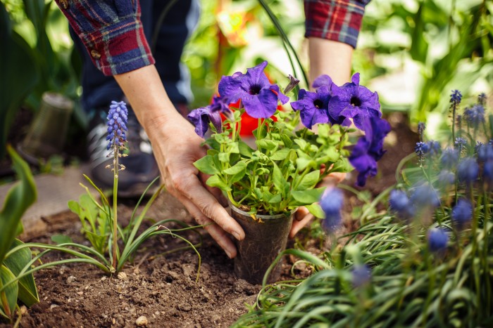 Avantages Thérapeutiques des Jardins pour Alzheimer