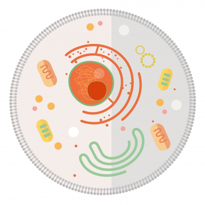 Une Solution Naturelle pour Éliminer les Mitochondries Endommagées