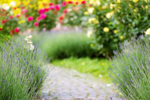 Jardin Thérapeutique en Ehpad